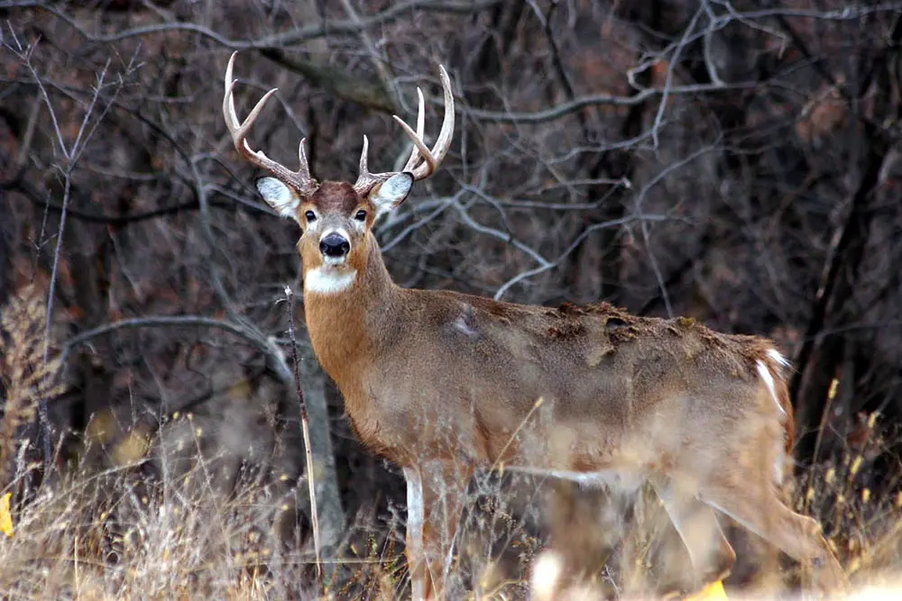 deer