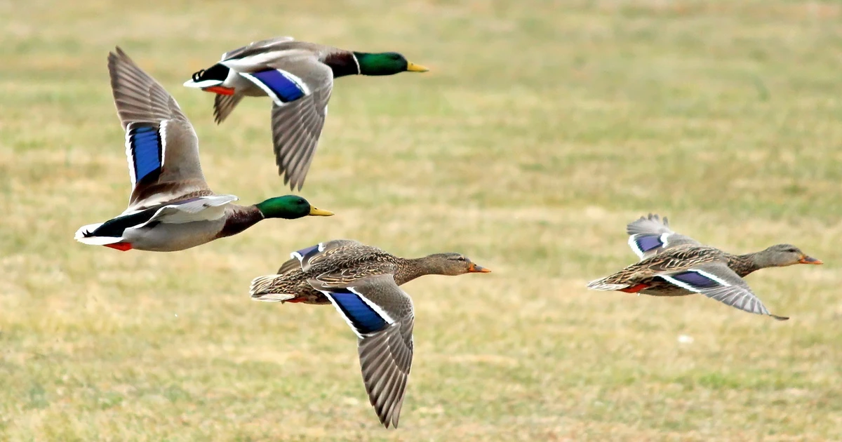 ducks
